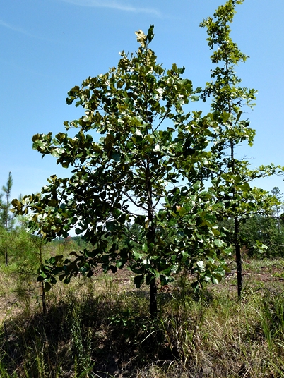{Quercus marilandica}